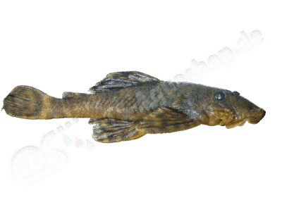 Ancistrus abilhoai Bifi, Pavanelli & Zawadzki, 2009