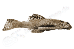 Ancistrus agostinhoi