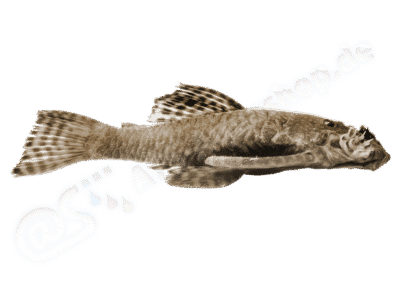 Ancistrus agostinhoi Bifi, Pavanelli & Zawadzki, 2009