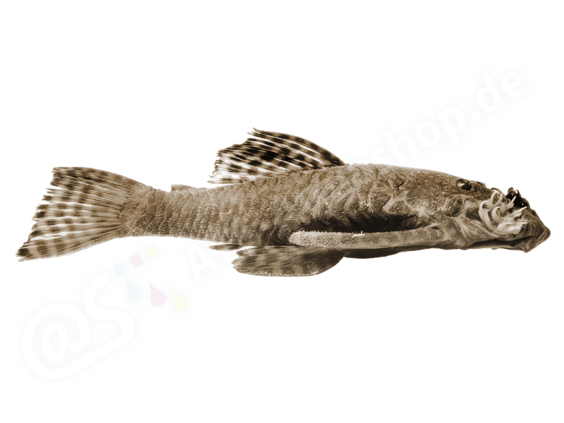 Ancistrus agostinhoi