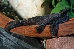 Ancistrus aguaboensis