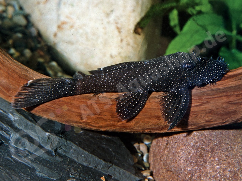 Ancistrus aguaboensis