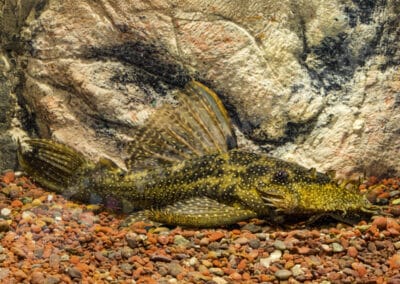 Ancistrus alga (Cope, 1872)