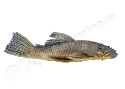 Ancistrus amaris Souza, Taphorn & Armbruster, 2019