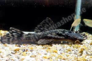 Ancistrus brevifilis