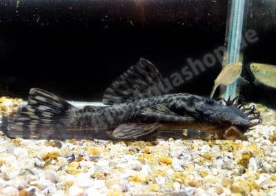 Ancistrus brevifilis Eigenmann, 1920