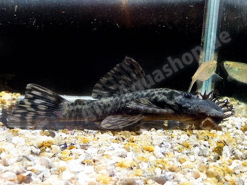 Ancistrus brevifilis