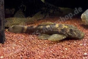 Ancistrus brevipinnis