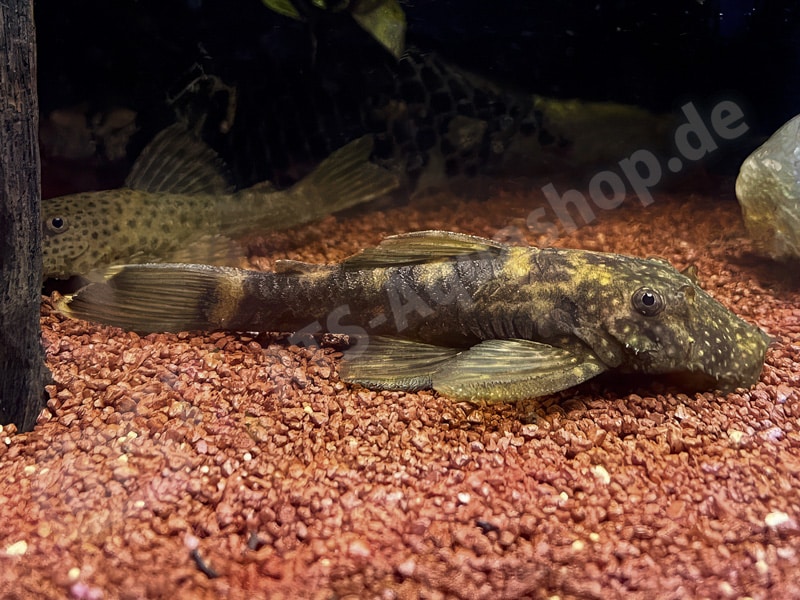 Ancistrus brevipinnis