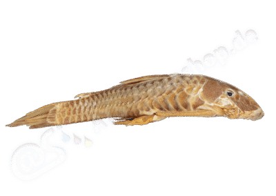 Ancistrus bufonius (Valenciennes, 1840)