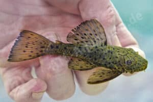 Ancistrus centrolepis