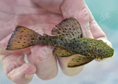 Ancistrus centrolepis Regan, 1913