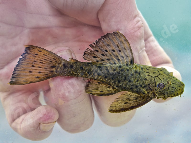 Ancistrus centrolepis