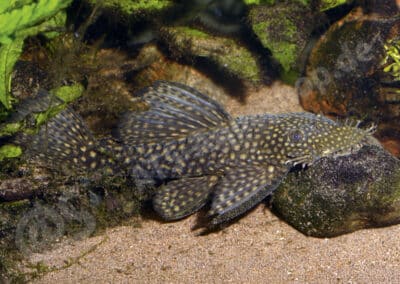 Ancistrus chagresi Eigenmann & Eigenmann, 1889