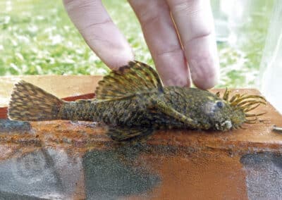 Ancistrus cirrhosus (Valenciennes, 1834-1839)