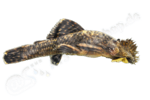 Ancistrus clementinae