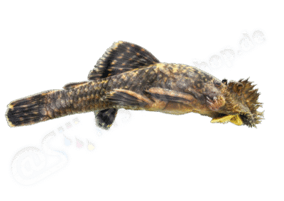 Ancistrus clementinae Rendahl, 1937