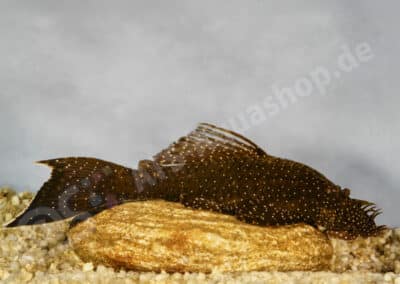 Ancistrus cuiabae Knaack, 1999