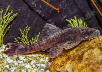 Ancistrus damasceni (Steindachner, 1907)