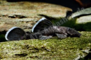 Ancistrus dolichopterus