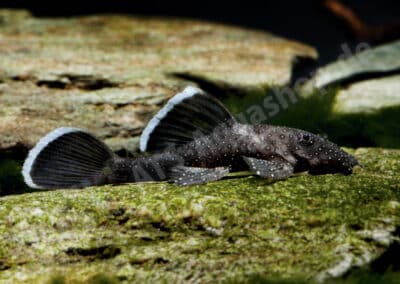 Ancistrus dolichopterus (L183) Kner, 1854