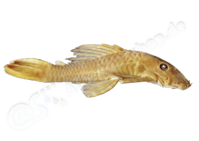 Ancistrus dubius Eigenmann & Eigenmann, 1889