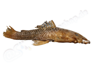 Ancistrus erinaceus (Valenciennes, 1840)