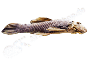 Ancistrus falconensis