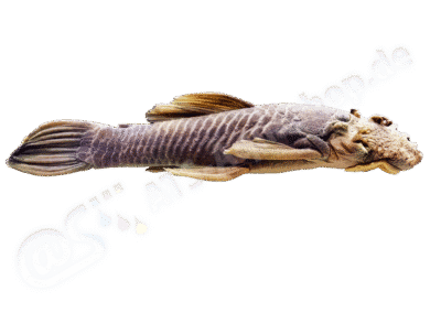 Ancistrus falconensis Taphorn, Armbruster & Rodríguez-Olarte, 2010