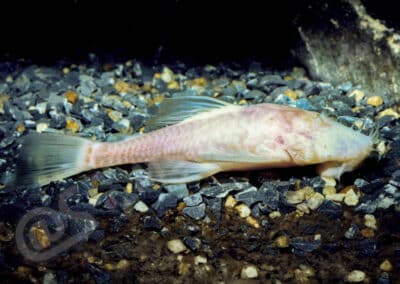Ancistrus formoso Sabino & Trajano, 1997
