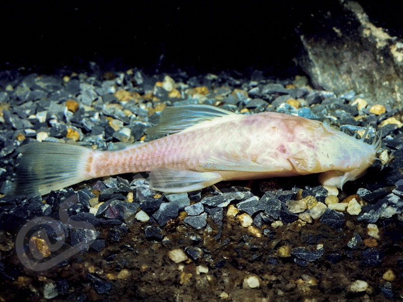 Ancistrus formoso