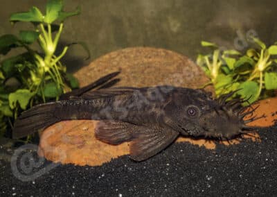 Ancistrus fulvus (Holly, 1929)