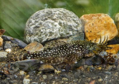 Ancistrus greeni (Isbrücker, 2001)