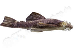 Ancistrus gymnorhynchus