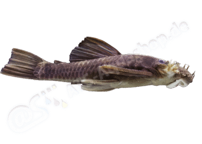 Ancistrus gymnorhynchus Kner, 1854