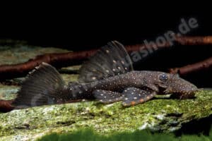 Ancistrus hoplogenys