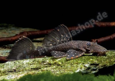 Ancistrus hoplogenys (Günther, 1864)