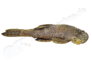 Ancistrus jataiensis