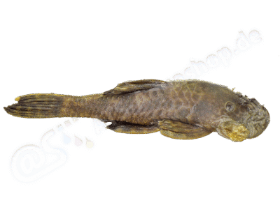 Ancistrus jataiensis Fisch-Muller, Cardoso, da Silva & Bertaco, 2005