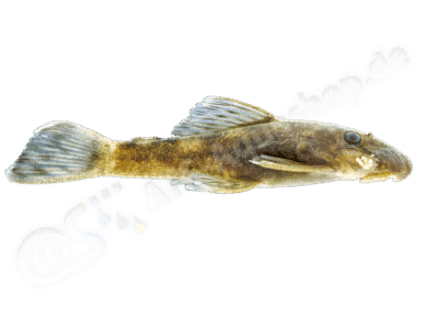 Ancistrus karajas Oliveira, Rapp Py-Daniel, Zawadzki & Zuanon, 2016