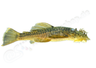 Ancistrus kellerae Souza, Taphorn & Armbruster, 2019