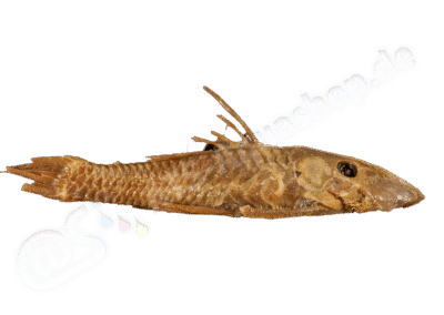 Ancistrus latifrons (Günther, 1869)