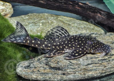 Ancistrus leoni Souza, Taphorn & Armbruster, 2019