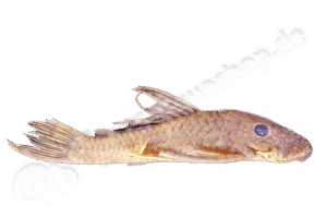 Ancistrus leucostictus