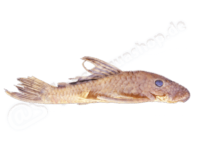 Ancistrus leucostictus (Günther, 1864)