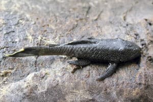 Ancistrus lithurgicus