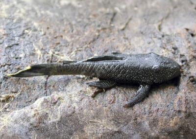 Ancistrus lithurgicus Eigenmann, 1912
