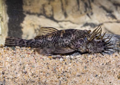 Ancistrus luzia (L159) Neuhaus, Britto, Birindelli & Sousa, 2022