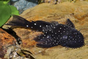 Ancistrus macrophthalmus