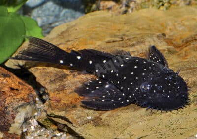 Ancistrus macrophthalmus (LDA074) (Pellegrin, 1912)